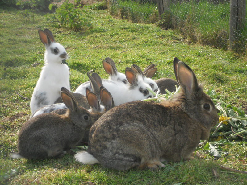 Du petit coin de paradis lapin