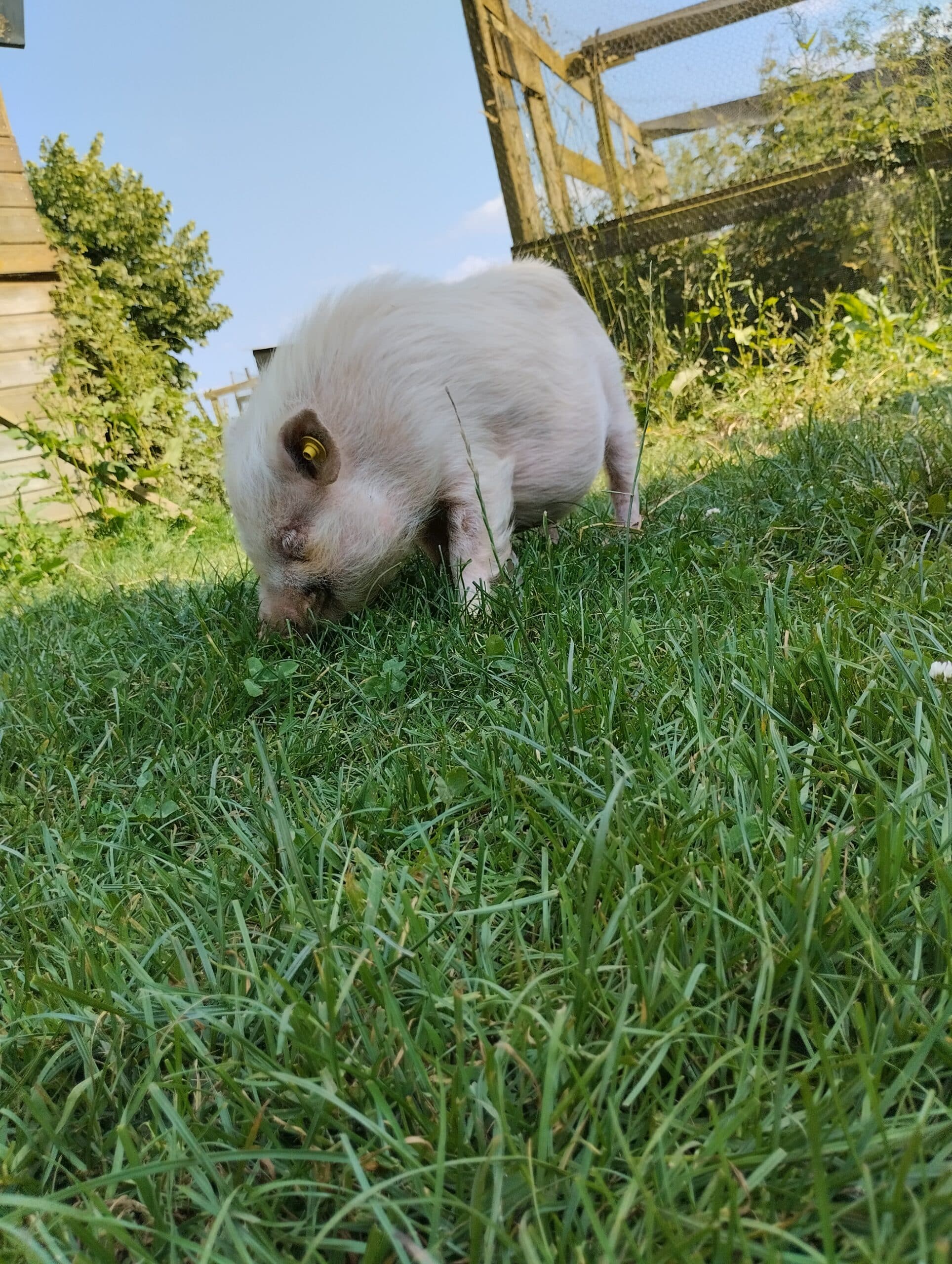 Du petit coin de Paradis cochon