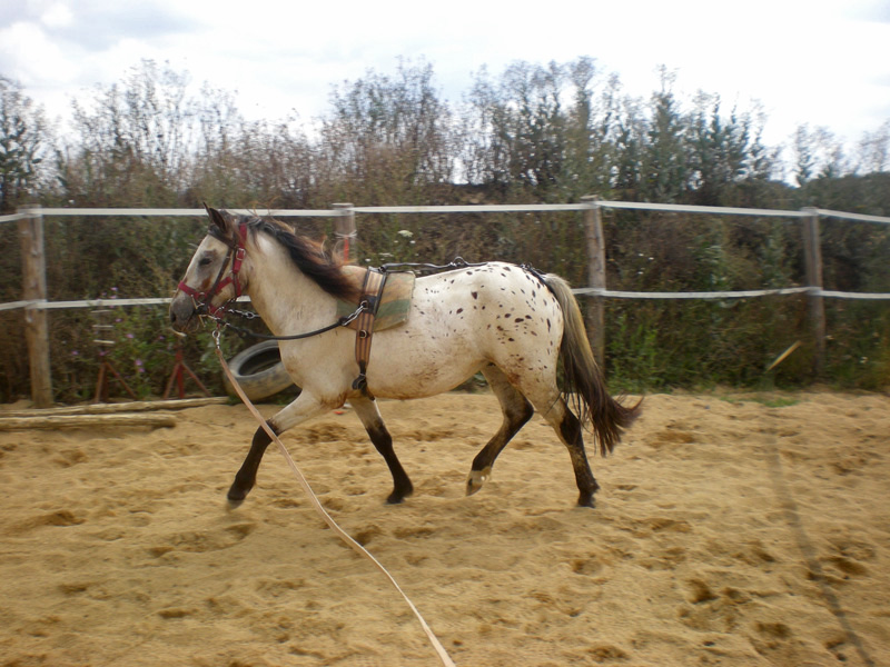 Du petit coin de Paradis cheval